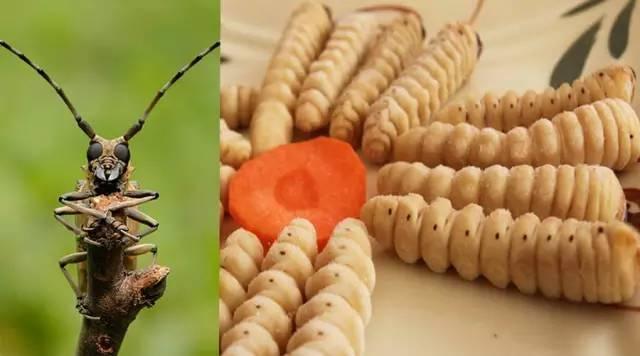 知識(shí)庫(kù)｜蟲(chóng)類食材身價(jià)勝人參，餐廳秋冬菜譜敢放不？|餐飲界