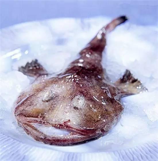 知識庫｜奇丑卻極美味的魚，餐廳趕緊上新菜！