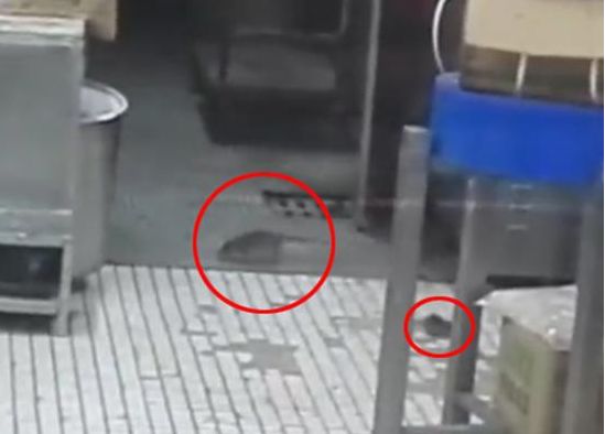 上海南京東路沈大成餐廳老鼠出沒，市場監(jiān)管局：3月剛滅鼠