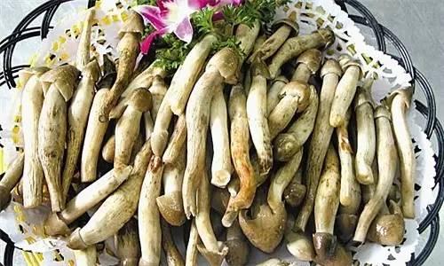 荔枝菌，可遇不可求的“嶺南菌王”