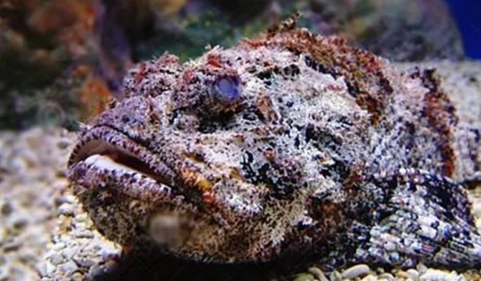 知識庫｜如何處理、烹飪世界最毒的海魚？