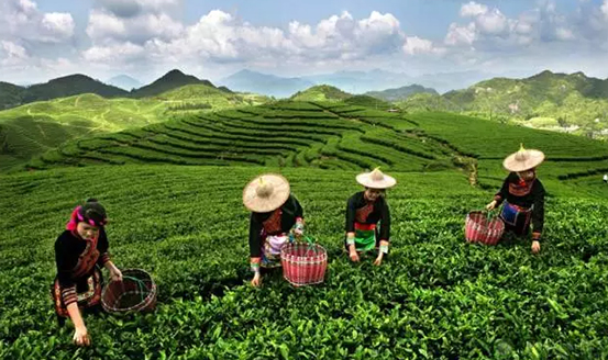 皇茶、喜茶之后，茶飲界又冒出一“黑馬”烏龍煎