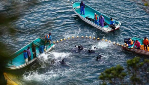 日本遇“魚荒”向中國“甩鍋” 我們不同意！|餐飲界