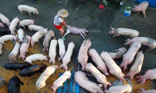 豬肉消費(fèi)總量連年下滑，人們沒那么愛吃肉了嗎？|餐飲界