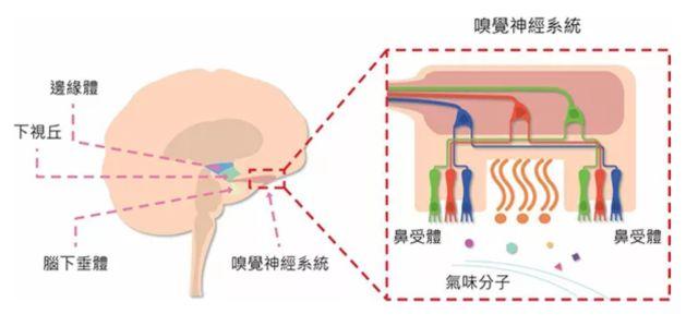 讓消費(fèi)者欲罷不能的氣味營(yíng)銷，餐飲人該如何實(shí)現(xiàn)？ | 餐見(jiàn)