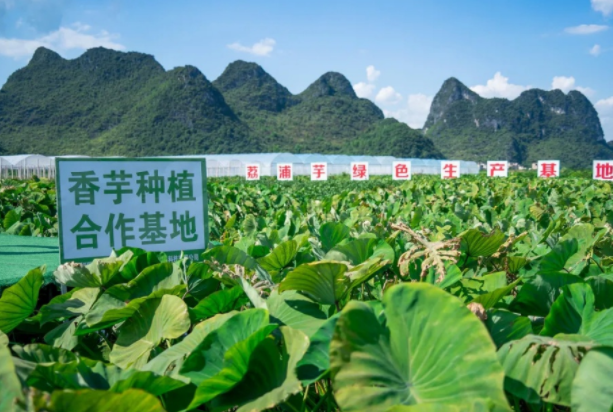 在檳榔芋優(yōu)質(zhì)產(chǎn)區(qū)共建種植基地，喜茶持續(xù)推動(dòng)新茶飲供應(yīng)鏈專業(yè)化發(fā)展|餐飲界