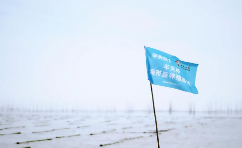 霞浦海帶苗豐收季：半天妖助力產(chǎn)業(yè)騰飛，守護“舌尖上的鮮嫩”