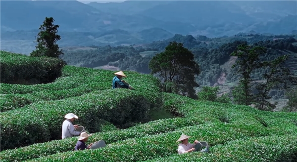 奢配180斤茉莉花，檸季讓香氣沉浸至最后一口